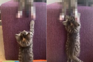 ソファにつかまり立ちしている子猫。頭上から垂れ下がっている『あるもの』で遊ぼうとしていますが・・、それをオモチャにしちゃダメだよ！！