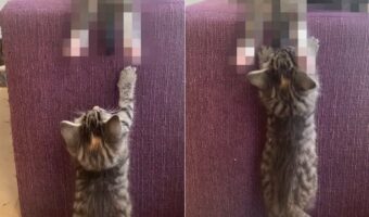 ソファにつかまり立ちしている子猫。頭上から垂れ下がっている『あるもの』で遊ぼうとしていますが・・、それをオモチャにしちゃダメだよ！！