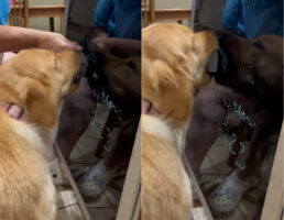 ゴールデンレトリバーはフードトラックを営むママさんのお手伝いをしたい！！メニューボードを一生懸命キレイにします！！【アメリカ・動画】