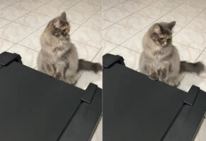 ルームランナーが気になる様子の猫。だけど乗るのは怖いらしく・・、前足だけペチペチ置いて様子を見ています