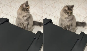 ルームランナーが気になる様子の猫。だけど乗るのは怖いらしく・・、前足だけペチペチ置いて様子を見ています