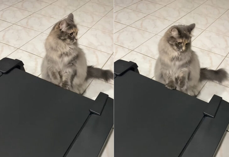 ルームランナーが気になる様子の猫。だけど乗るのは怖いらしく・・、前足だけペチペチ置いて様子を見ています