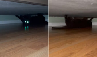 ベッドの下で仰向けになって爪とぎをしたりセカセカと動き回る猫。その姿はかわいいけれどある問題が・・、これ深夜3時の話なんです