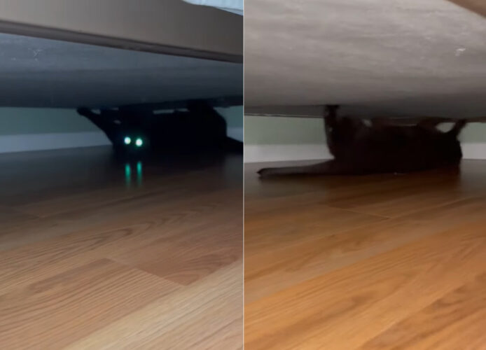 ベッドの下で仰向けになって爪とぎをしたりセカセカと動き回る猫。その姿はかわいいけれどある問題が・・、これ深夜3時の話なんです