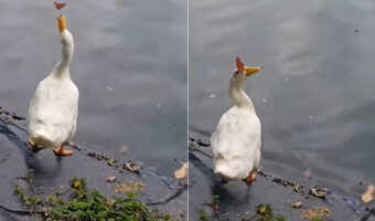 アヒルの顔の周りを飛び回るチョウチョ。アヒルはくちばしで捕まえようとするのですが、チョウチョのほうが一枚上手だったみたい【海外・動画】