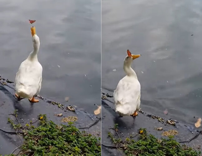 アヒルの顔の周りを飛び回るチョウチョ。アヒルはくちばしで捕まえようとするのですが、チョウチョのほうが一枚上手だったみたい【海外・動画】