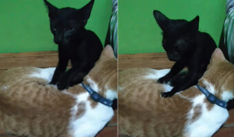 ふみふみ・・ふみふみ。フミフミ職人の黒猫は、同居猫のおなかをマッサージするのに忙しいようで、飼い主さんにかまってくれません【海外・動画】