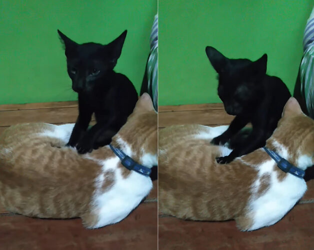 ふみふみ・・ふみふみ。フミフミ職人の黒猫は、同居猫のおなかをマッサージするのに忙しいようで、飼い主さんにかまってくれません【海外・動画】