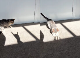 飼い主さんの影が気になる猫。ゆっくり指を立てていく飼い主さんの影に飛びかかりますが・・、もちろん影なので捕まえることはできませんでした