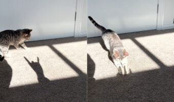 飼い主さんの影が気になる猫。ゆっくり指を立てていく飼い主さんの影に飛びかかりますが・・、もちろん影なので捕まえることはできませんでした