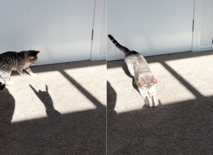 飼い主さんの影が気になる猫。ゆっくり指を立てていく飼い主さんの影に飛びかかりますが・・、もちろん影なので捕まえることはできませんでした