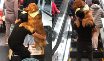 大きなゴールデンが飼い主さんに抱っこされてエスカレーター乗るその姿がかわいすぎる！！【海外・動画】