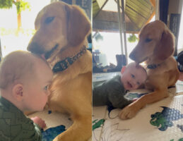 愛犬のゴールデンレトリバーは赤ちゃんが大好き！ずっとその頭をペロペロしています。赤ちゃんも嬉しいようでニコニコです【アメリカ・動画】
