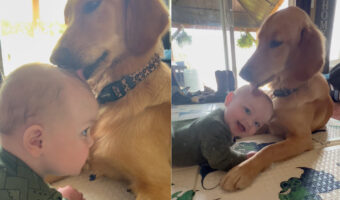 愛犬のゴールデンレトリバーは赤ちゃんが大好き！ずっとその頭をペロペロしています。赤ちゃんも嬉しいようでニコニコです【アメリカ・動画】