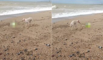 お散歩中のビーチで、新しい宝物を発見したラーチャーは大はしゃぎ!グルグル回したりして楽しそうに遊んでいます!!【海外・動画】