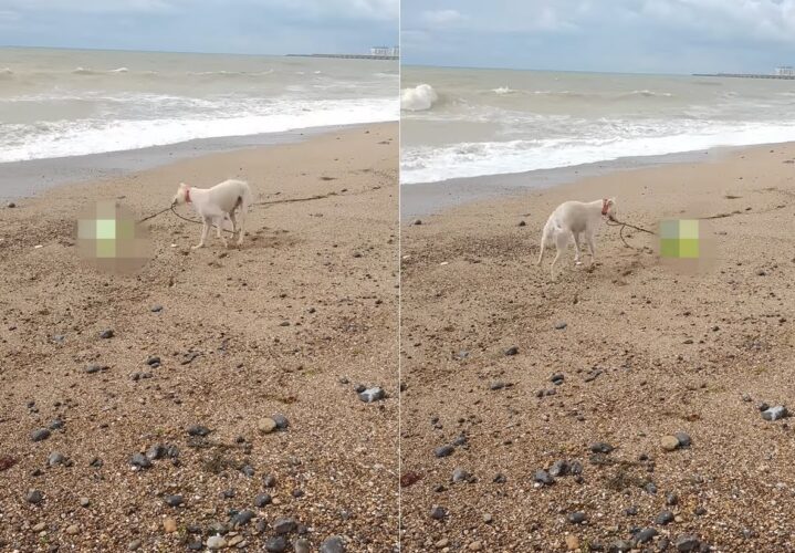 お散歩中のビーチで、新しい宝物を発見したラーチャーは大はしゃぎ！グルグル回したりして楽しそうに遊んでいます！！【海外・動画】