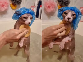 スフィンクスのバスタイム！！シャンプーキャットも被って飼い主さんに体を洗ってもらっており、気持ちのいい時間みたい！【海外・動画】