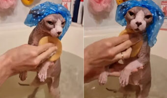 スフィンクスのバスタイム!!シャンプーキャットも被って飼い主さんに体を洗ってもらっており、気持ちのいい時間みたい!【海外・動画】