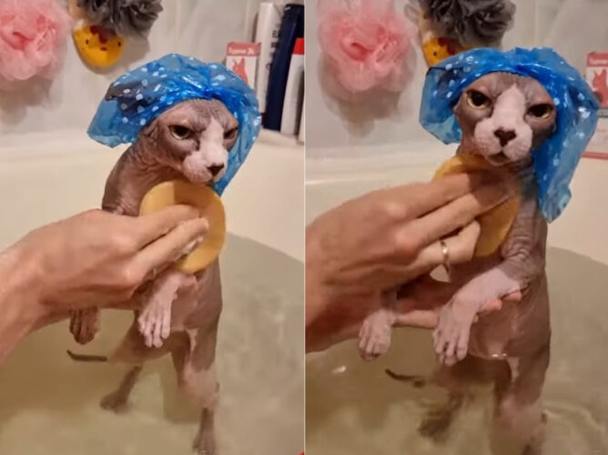 スフィンクスのバスタイム！！シャンプーキャットも被って飼い主さんに体を洗ってもらっており、気持ちのいい時間みたい！【海外・動画】