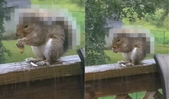 雨が降る中、外でピーナッツを夢中で食べるリス。実はこの子には、自慢の雨具があるんです!!【アメリカ・動画】