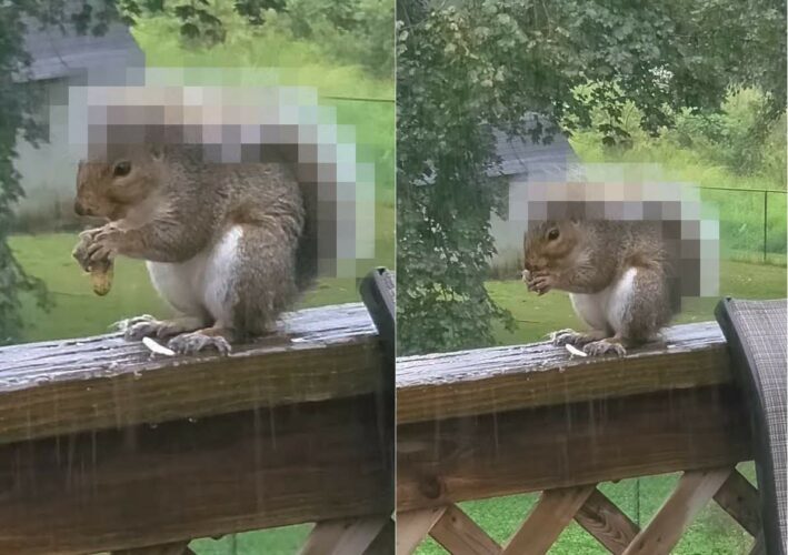 雨が降る中、外でピーナッツを夢中で食べるリス。実はこの子には、自慢の雨具があるんです！！【アメリカ・動画】