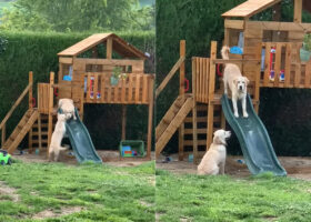 すべり台に挑むゴールデンレトリバー。怖いようでなかなか滑ることができませんが・・、飼い主さんたちの声援を受けて滑り下りて来れるのか！？