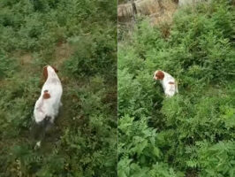 愛犬が先導するのに従って草むらの中を進んでいくと・・、藪の中であるとても素敵な出会いがありました！！【海外・動画】