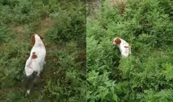 愛犬が先導するのに従って草むらの中を進んでいくと・・、藪の中であるとても素敵な出会いがありました!!【海外・動画】