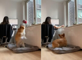 愛犬はママさんがテレワーク中なんて事情を知りません！一緒にボール遊びがしたいので、連日「遊ぼう！」とアピールしています【アメリカ・動画】