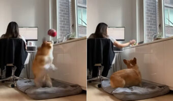 愛犬はママさんがテレワーク中なんて事情を知りません!一緒にボール遊びがしたいので、連日「遊ぼう!」とアピールしています【アメリカ・動画】