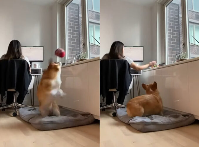 愛犬はママさんがテレワーク中なんて事情を知りません！一緒にボール遊びがしたいので、連日「遊ぼう！」とアピールしています【アメリカ・動画】