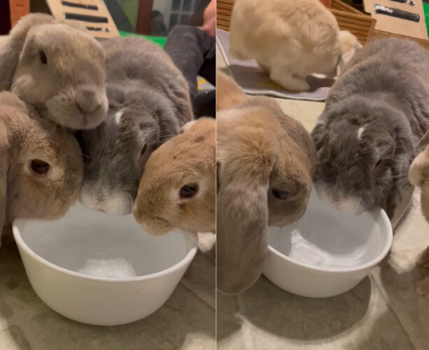 ウサギがみんなで水飲みタイム！ひとつのボウルを囲んで、4羽のウサギたちが仲良くお水を飲んでいます【海外・動画】