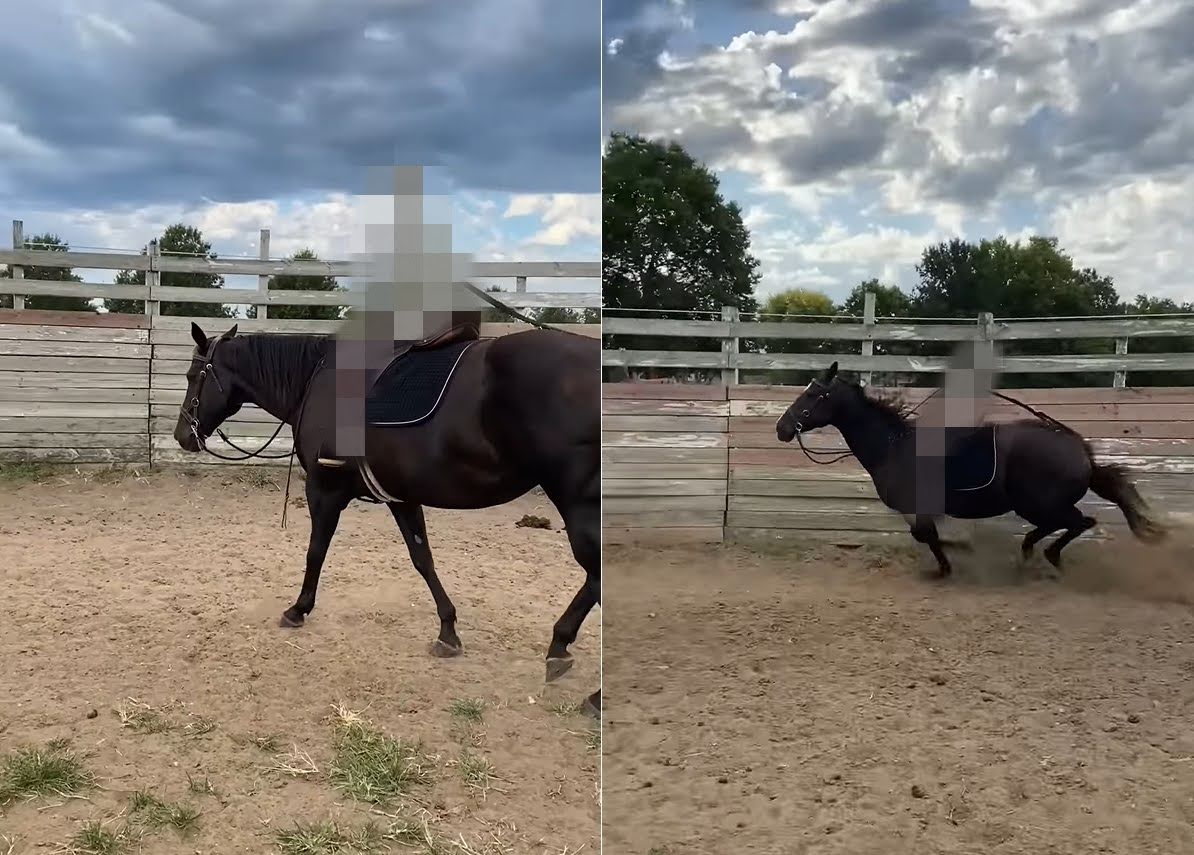 背中に人を乗せる訓練をする馬。ですが、その背中に乗せられているモノがモノだったので・・なんだかホラー！！【アメリカ・動画】