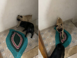 このパグ、お行儀がとってもいい！？階段をのぼって、しっかり『あること』をしてからお家に入ります！！【海外・動画】