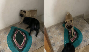 このパグ、お行儀がとってもいい！？階段をのぼって、しっかり『あること』をしてからお家に入ります！！【海外・動画】