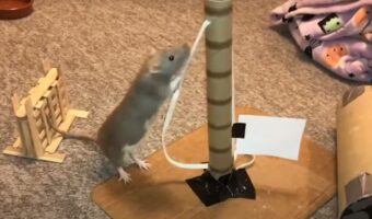 どこかで見たことがあるとような・・。ネズミが遊んでいたのは『あの世界的人気ゲーム』を再現した世界でした!【海外・動画】