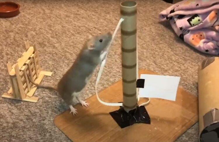 どこかで見たことがあるとような・・。ネズミが遊んでいたのは『あの世界的人気ゲーム』を再現した世界でした！【海外・動画】