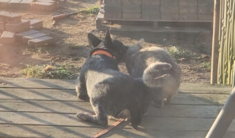 ミニチュアブルーヒーラーの子犬と親友の野良猫。早朝に挨拶をしに来ると、さっそく身を寄せ合い仲良く過ごしていました【アメリカ・動画】