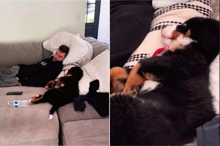 愛犬が飼い主さんに寄り添ってもらって寝ているのかと思ったら・・、添い寝をしてあげているのはこの子の方だったみたいです【海外・動画】