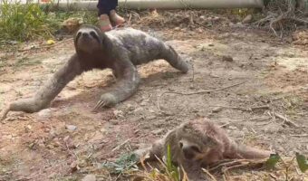 山火事ではぐれてしまったナマケモノ親子の感動の再会!わが子を抱き寄せる母の姿にグッとくる