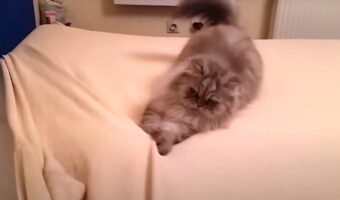 シーツ交換がしたいのに・・。ベッドシーツをはがそうとしたら、寝ていた猫がふと目覚めて、シーツで激しい遊びをはじめました!!【海外・動画】