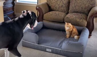 同居犬用の新しいベッドを我が物顔が使っている猫。当のグレートデーン達は猫が動いてくれるのをずっと待っていますが・・【海外・動画】