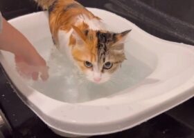 「お風呂好きの猫のかけ湯をさぼったら、文句を言われました」やめた瞬間、ジッと見てくる感じが可愛すぎる！