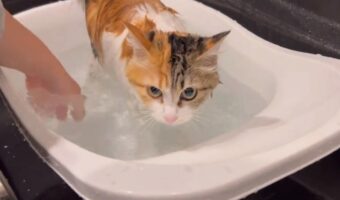 「お風呂好きの猫のかけ湯をさぼったら、文句を言われました」やめた瞬間、ジッと見てくる感じが可愛すぎる！