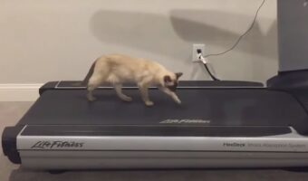 歩いても歩いても後ろに下がっていくニャ！ルームランナーに戸惑いながらも、猫は何度もトライし続けます【海外・動画】