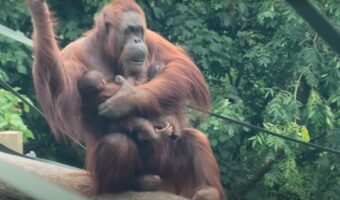 2頭の赤ちゃんを腕に抱えながら、スイスイとクライミングを楽しむオランウータンの母親がパワフルで凄い!