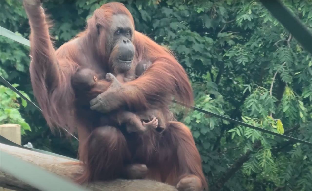 2頭の赤ちゃんを腕に抱えながら、スイスイとクライミングを楽しむオランウータンの母親がパワフルで凄い！