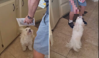 愛犬が欲しいのは、おやつ・・ではなく、おやつ・・でもなく、楽しく過ごすための『あるもの』でした!!【アメリカ・動画】