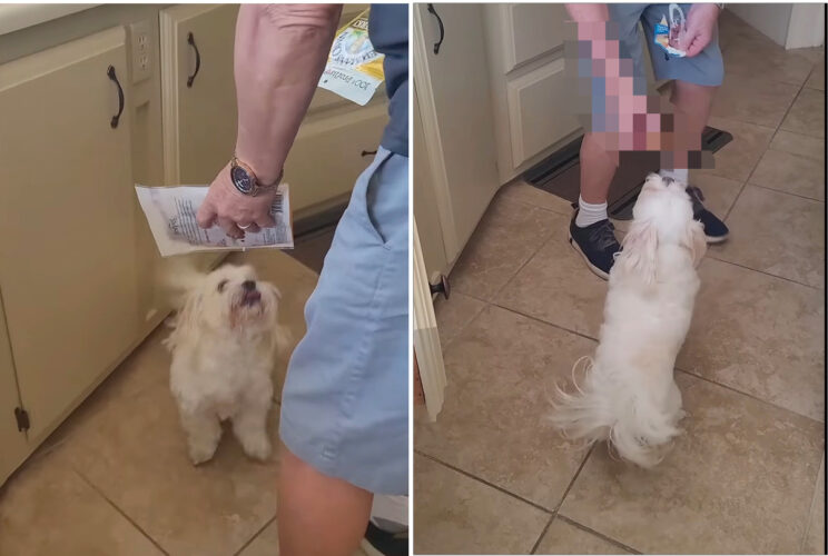 愛犬が欲しいのは、おやつ・・ではなく、おやつ・・でもなく、楽しく過ごすための『あるもの』でした！！【アメリカ・動画】