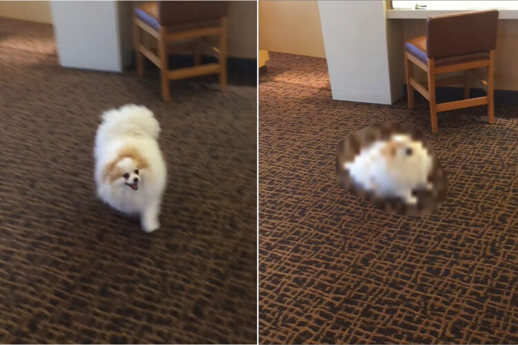 ポメラニアンの特技はバック歩き。ところがその歩き方、なかなか個性的で・・